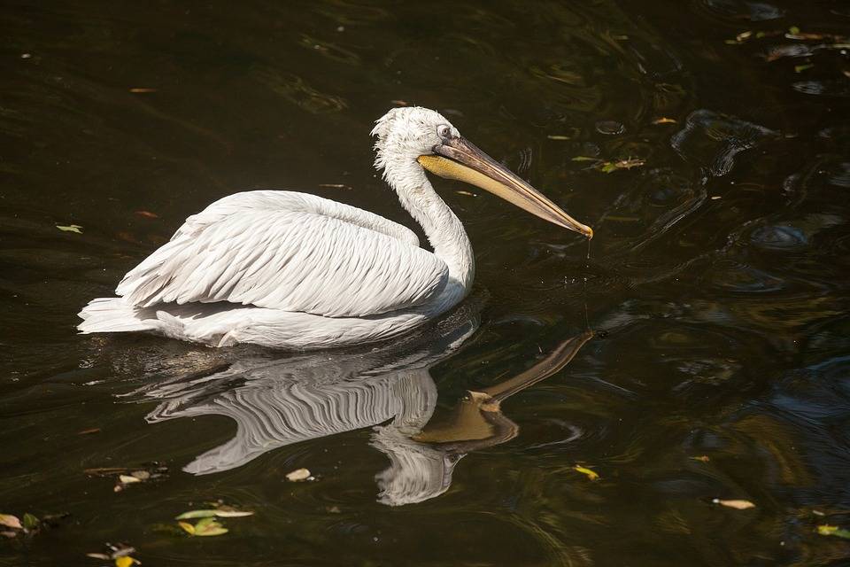 Dalmatian pelican