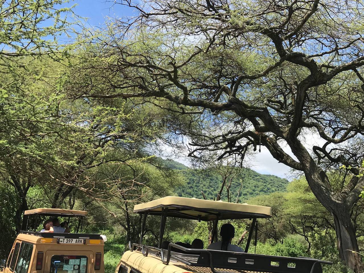 Manyara National park