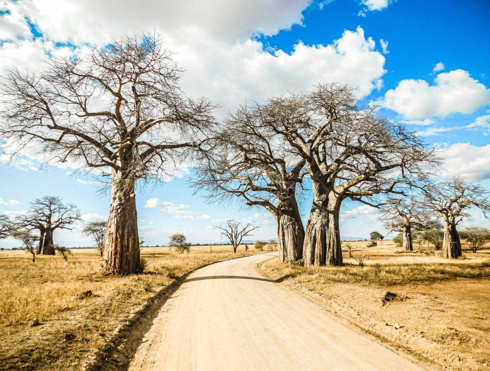 Baobab trees in Tarangire National Park