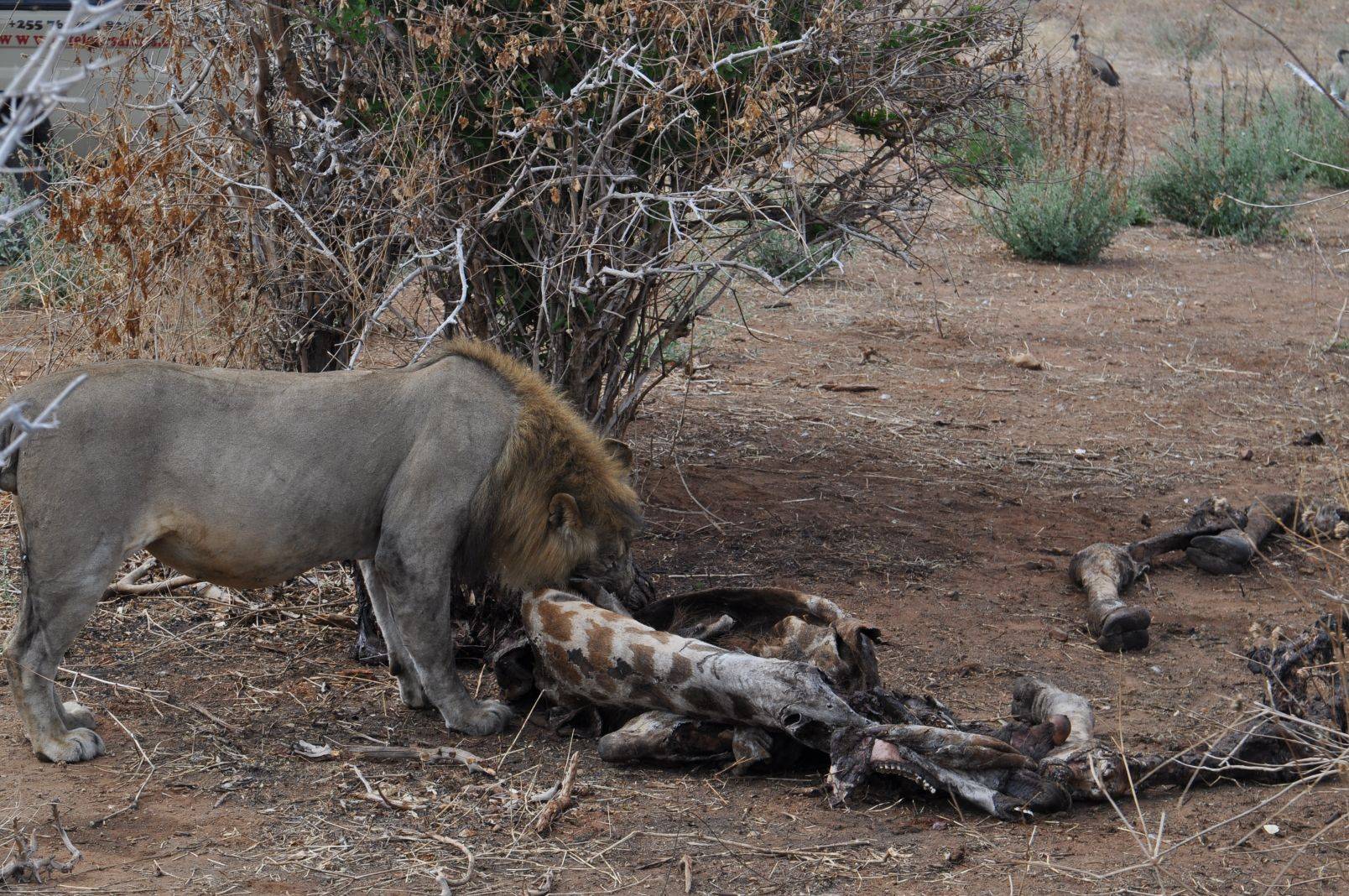  Ruaha National Park