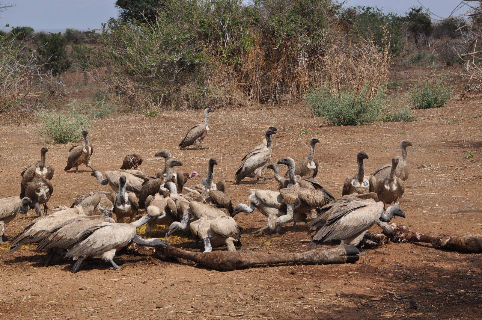 Vultures in Serengeti