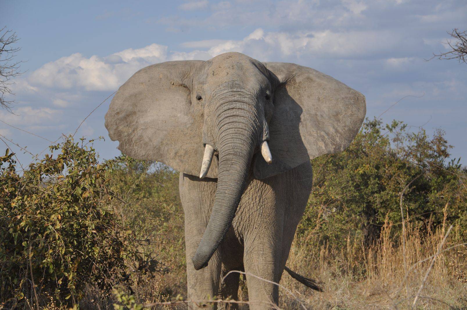 Elephant of Tarangire