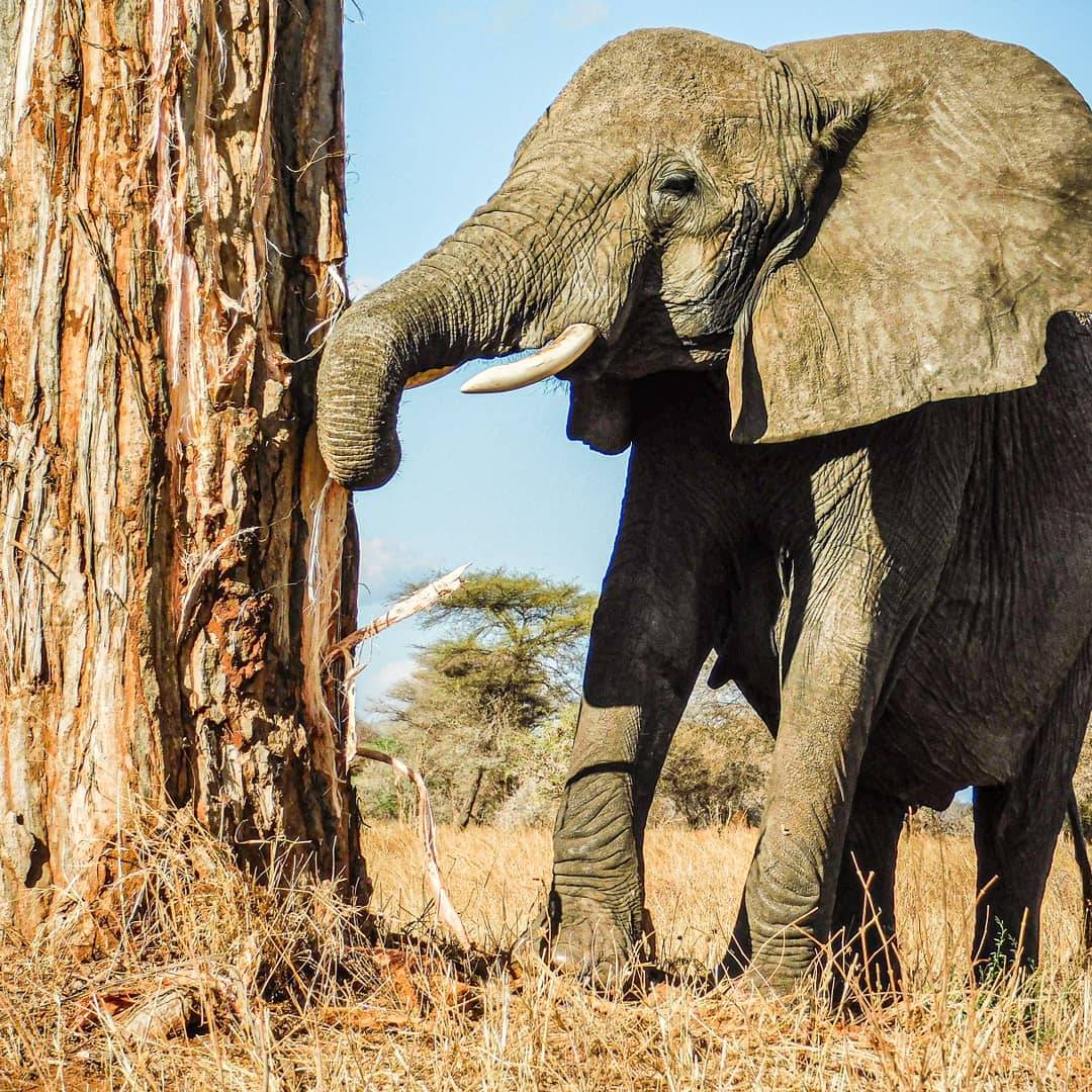  Tarangire National Park