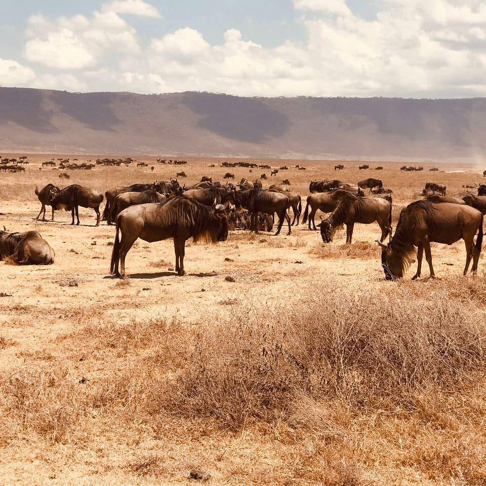 Ngorongoro Crater