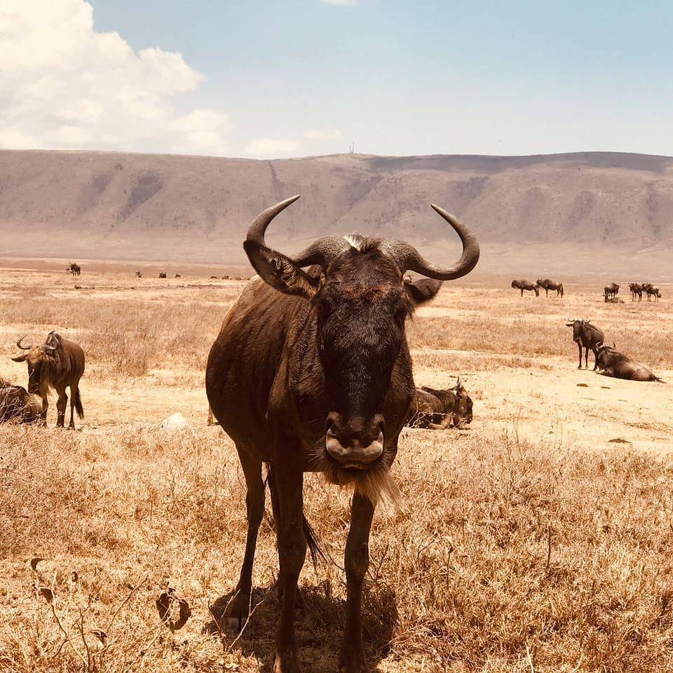 Ngorongoro Crater