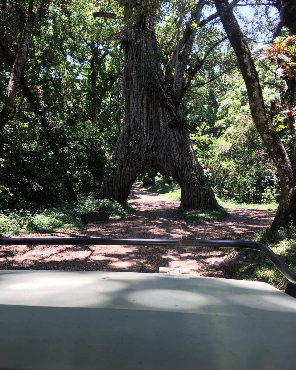 Ngorongoro Crater