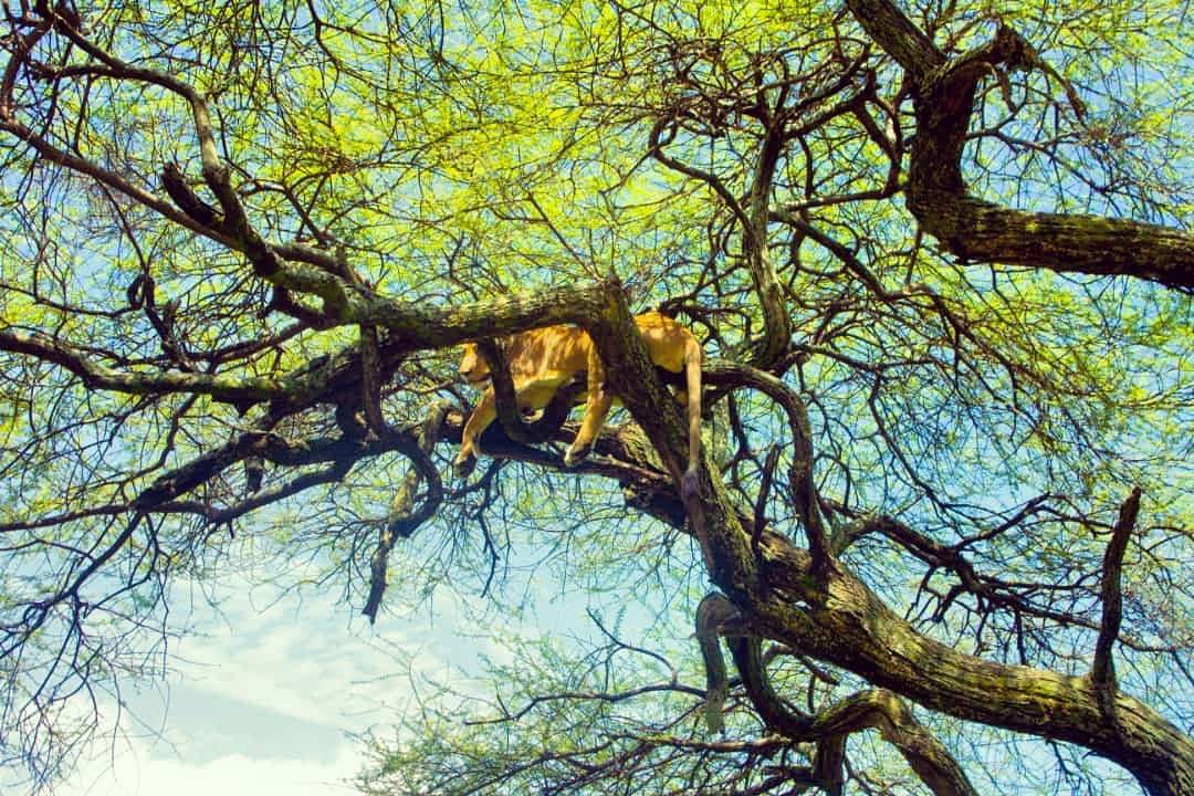 Lake Manyara National Park