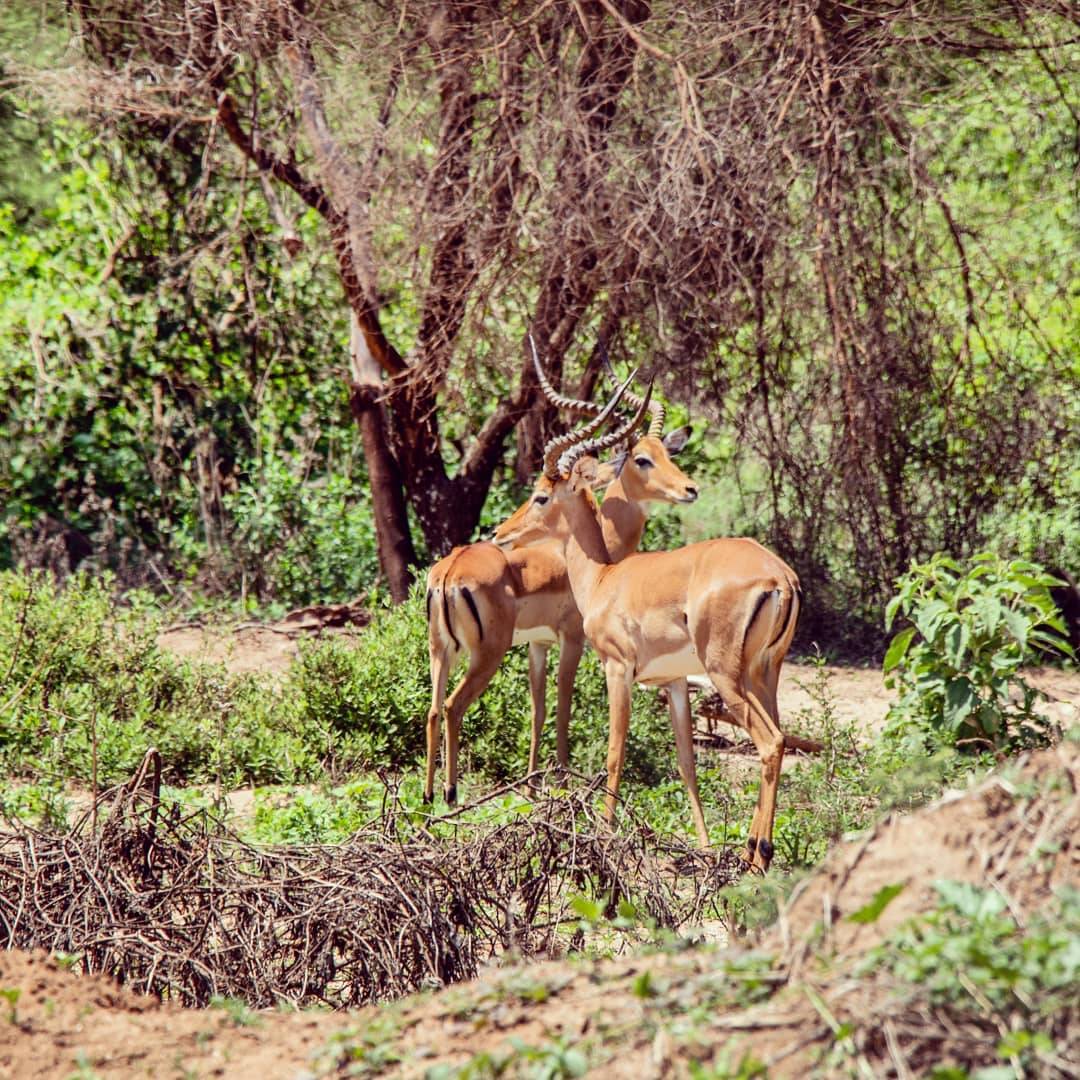 Impalas