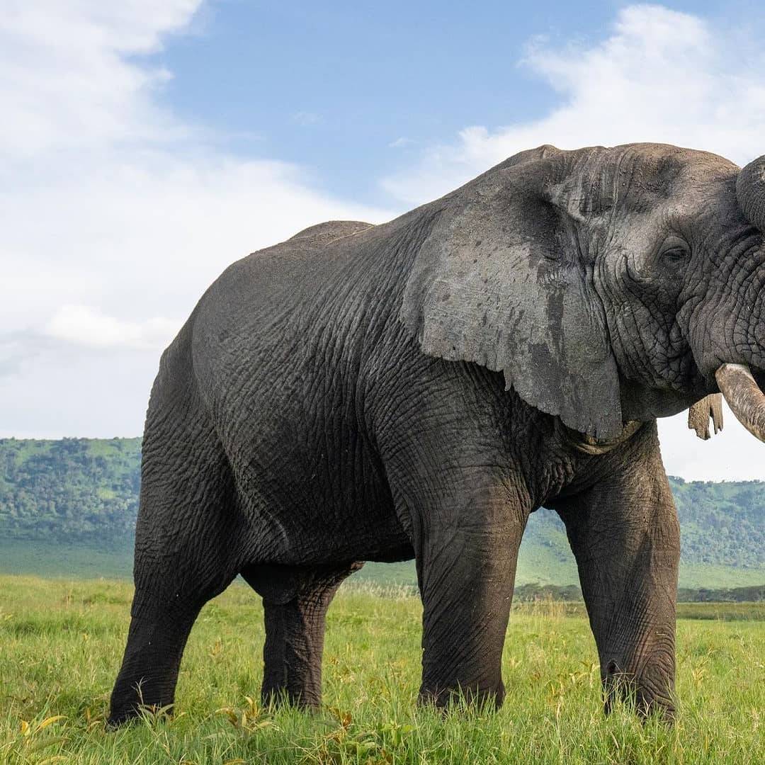 Ngorongoro Crater